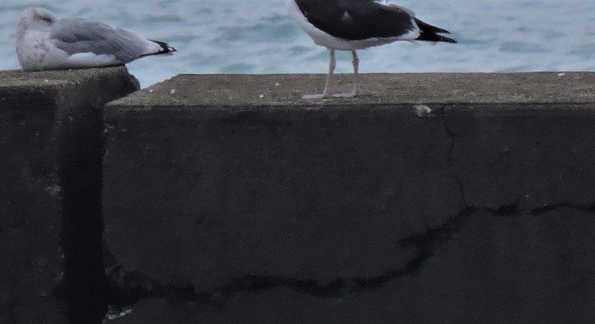Kelp x American Herring Gull (hybrid) - ML117586051