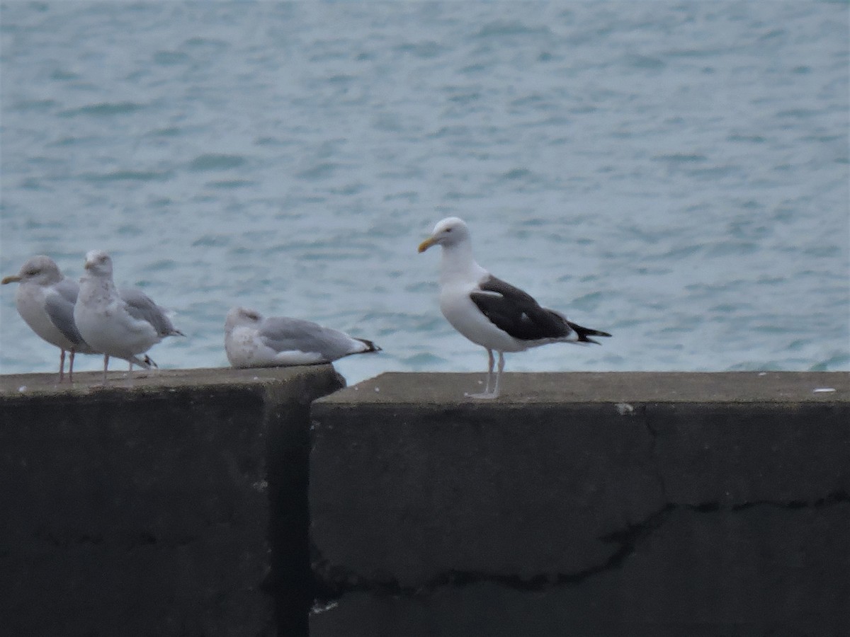 Kelp x American Herring Gull (hybrid) - ML117586101