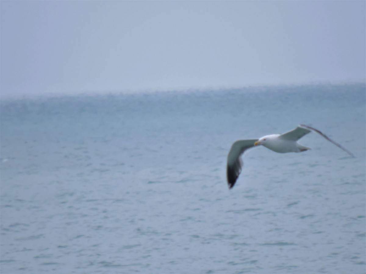 Kelp x American Herring Gull (hybrid) - ML117587491