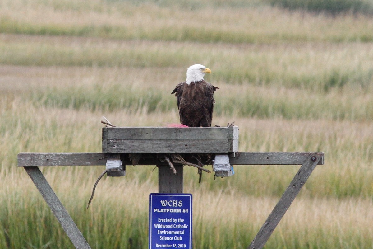 Bald Eagle - ML117588681