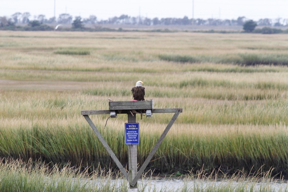 Bald Eagle - ML117588691