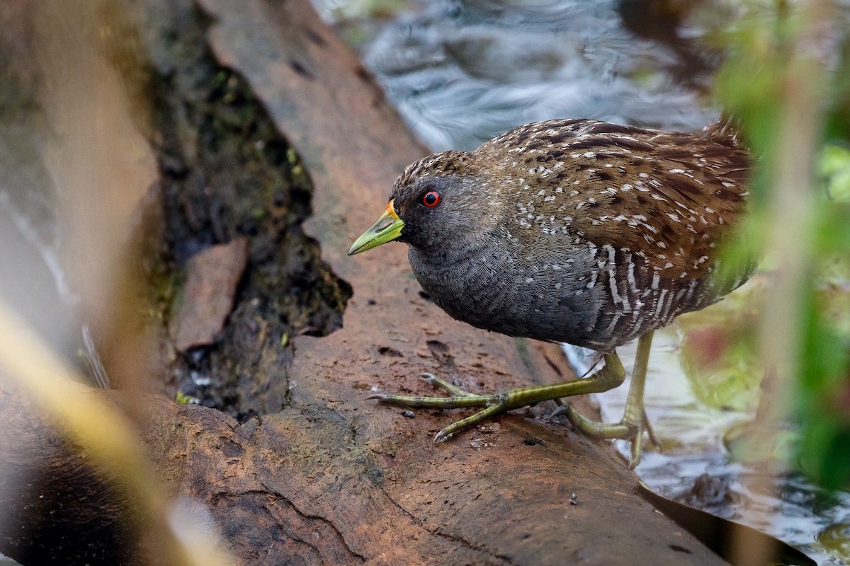 Australian Crake - ML117588941