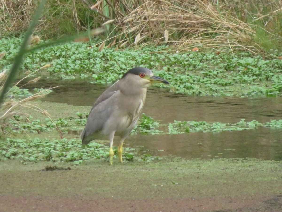 Black-crowned Night Heron - ML117590611