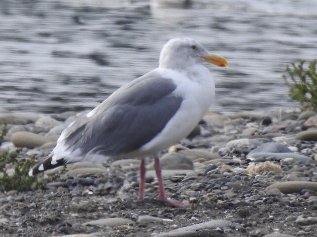 Western x Glaucous-winged Gull (hybrid) - ML117591721