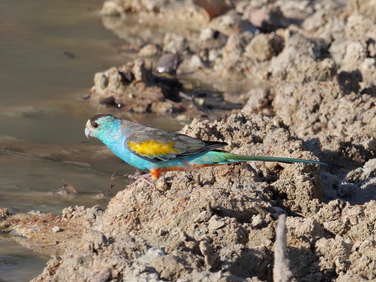 Golden-shouldered Parrot - Neil Broekhuizen