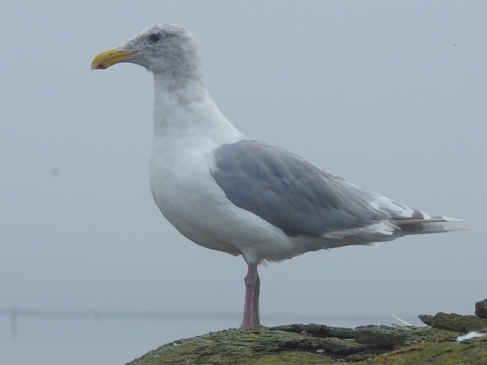 Glaucous-winged Gull - Jenny Flexman