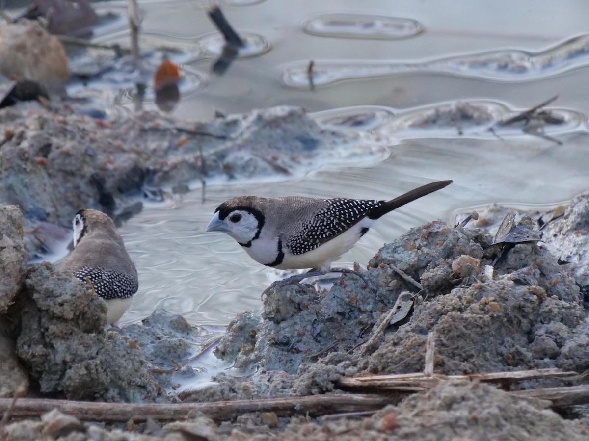 Double-barred Finch - Neil Broekhuizen