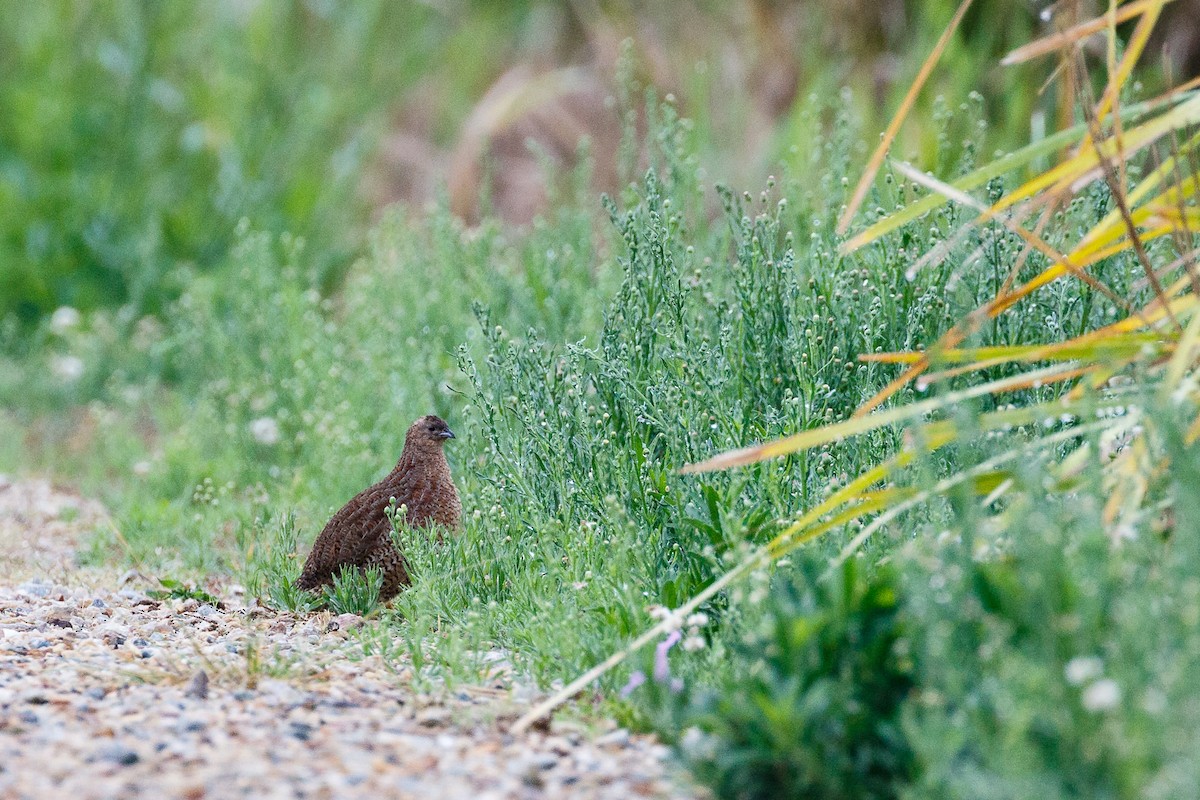 Brown Quail - ML117592471