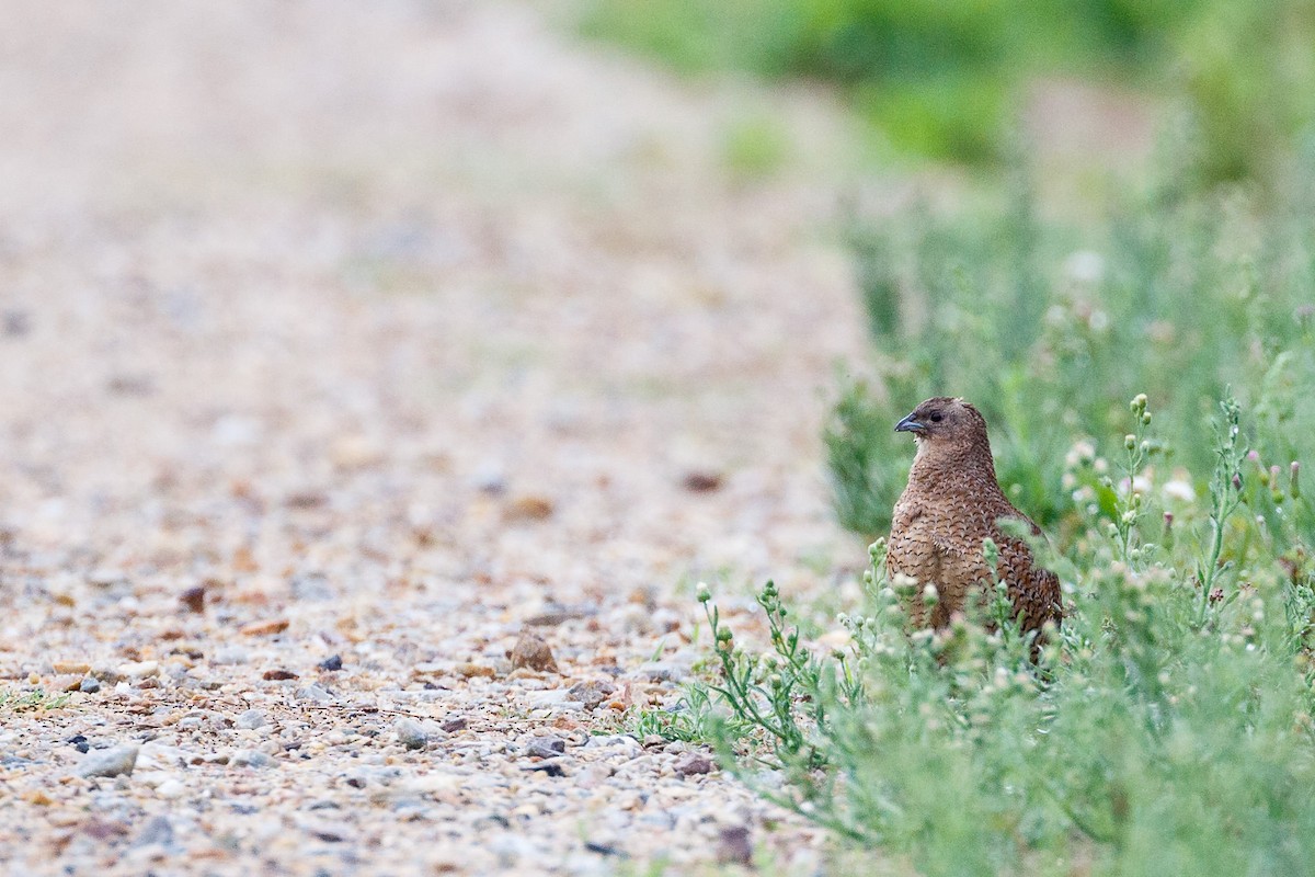 Brown Quail - ML117592571