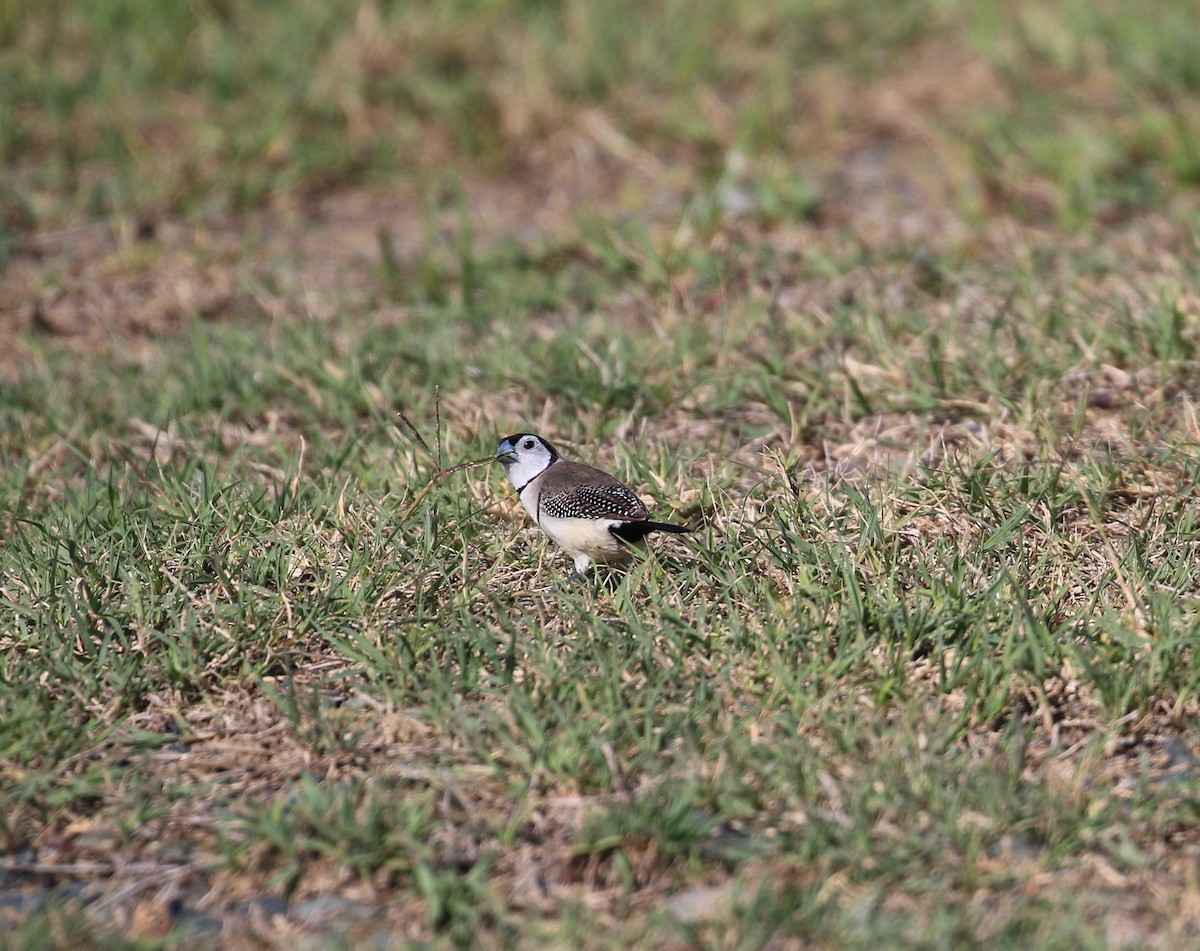 Double-barred Finch - ML117592741