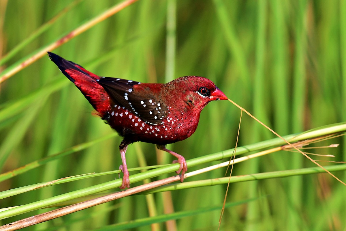 Red Avadavat - Souvik Roychoudhury