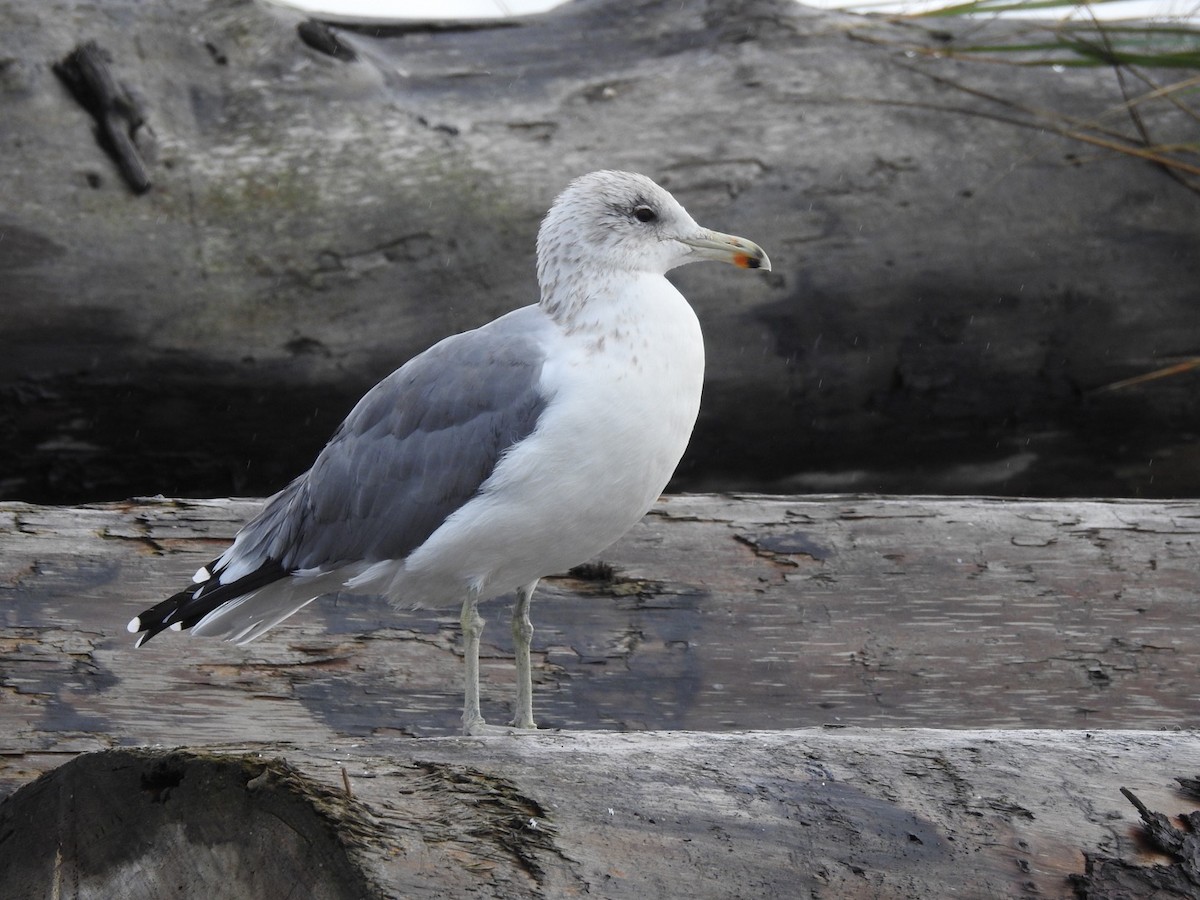 California Gull - Jenny Flexman