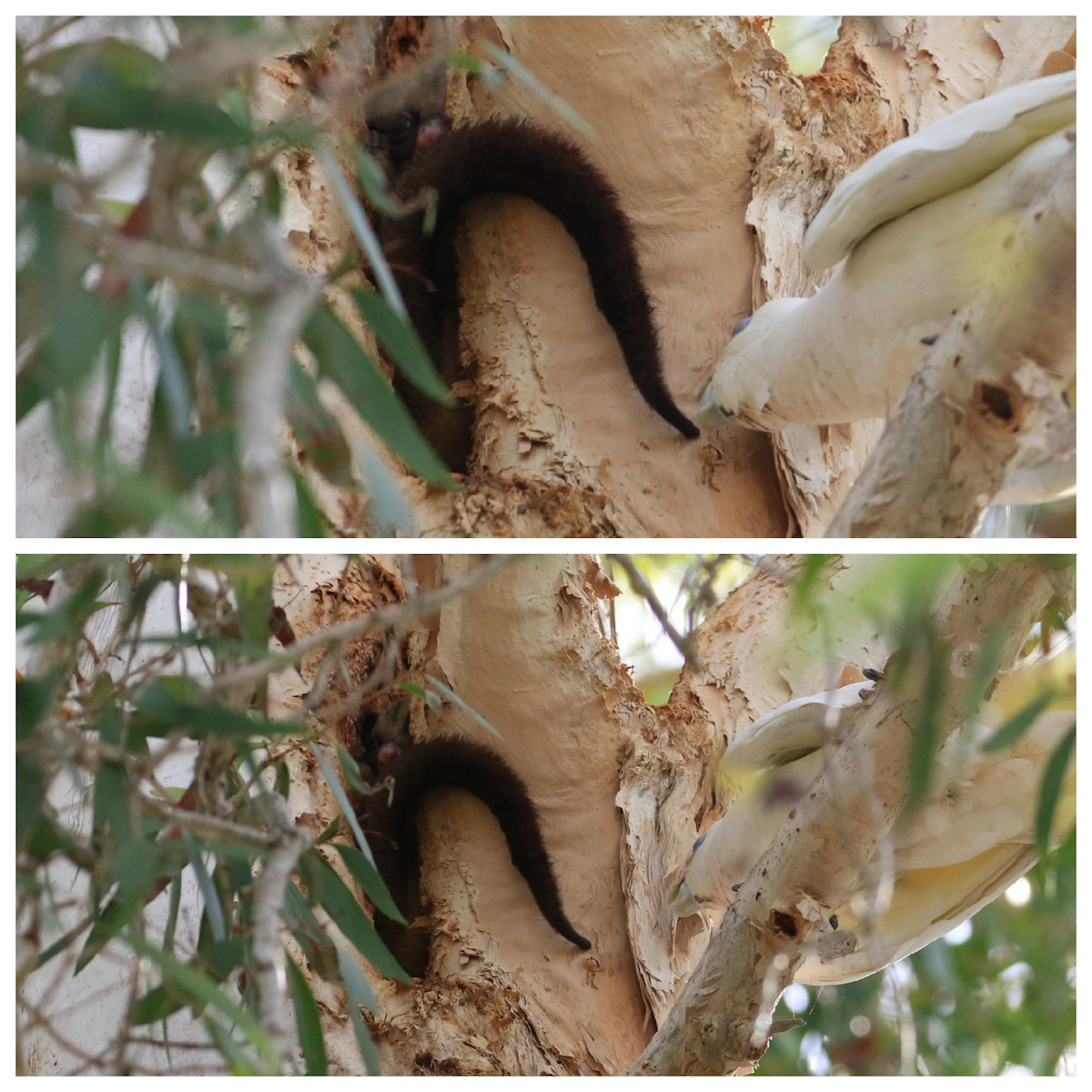 Little Corella - ML117593321