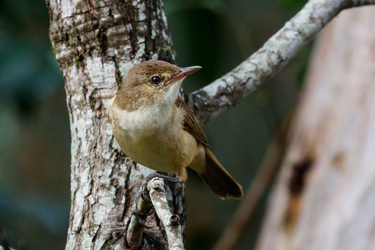 Australian Reed Warbler - ML117593381