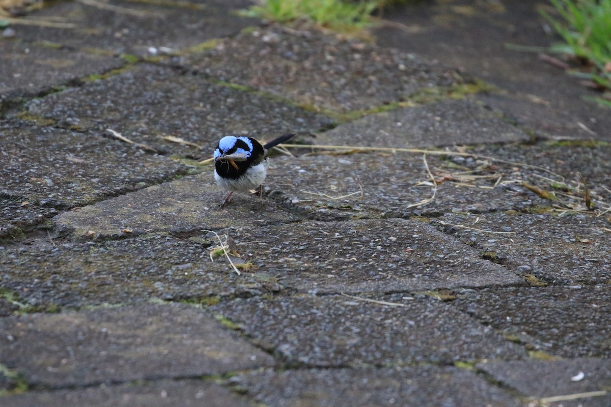 Superb Fairywren - ML117593491