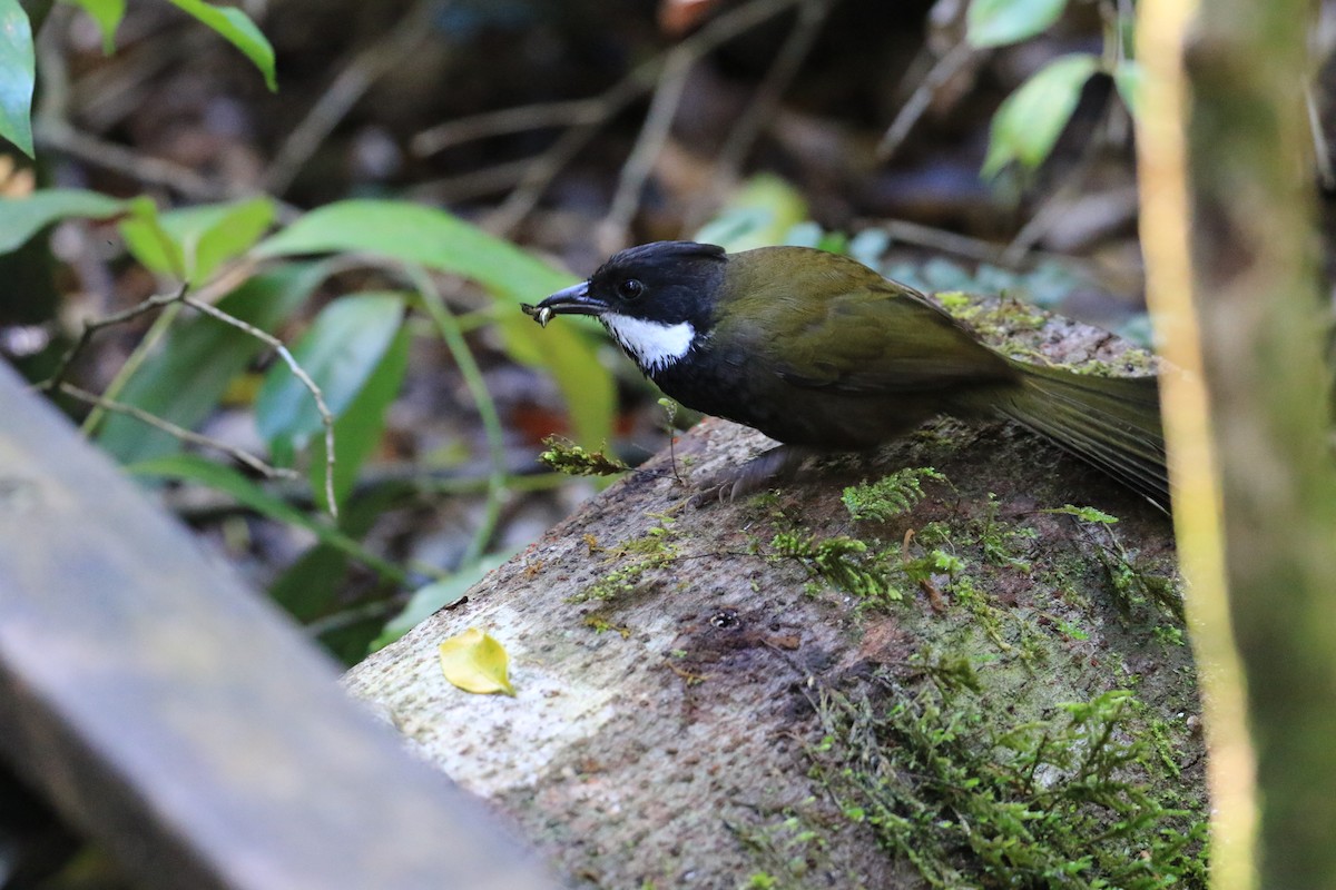 Eastern Whipbird - ML117593521