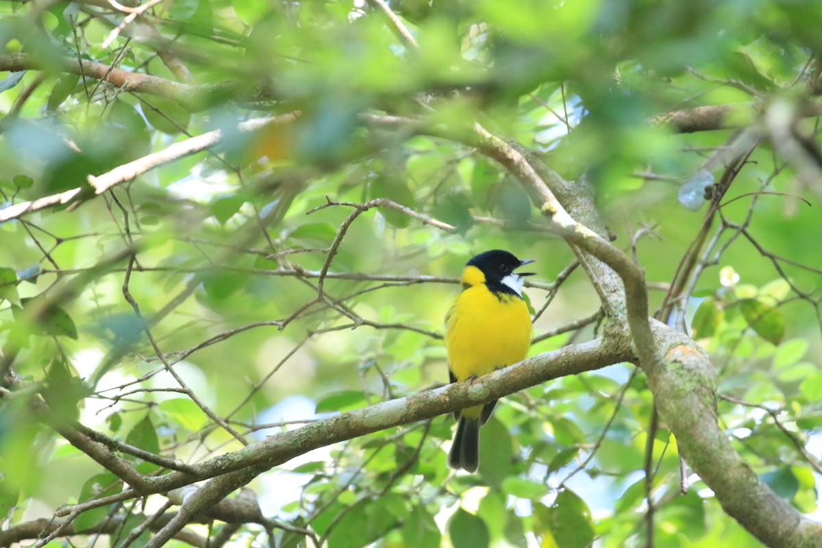 Golden Whistler (Eastern) - ML117593561