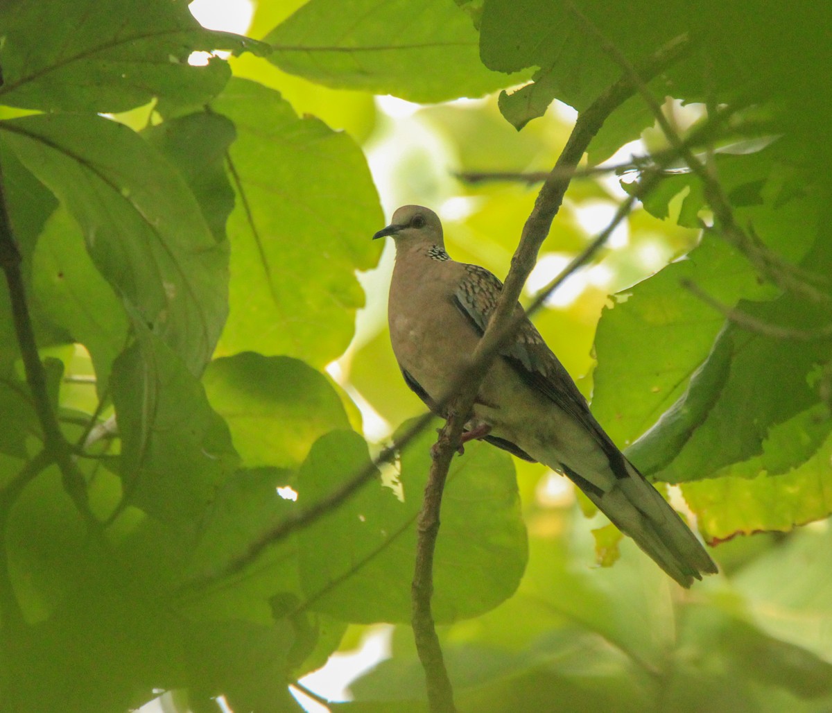 珠頸斑鳩 - ML117593611