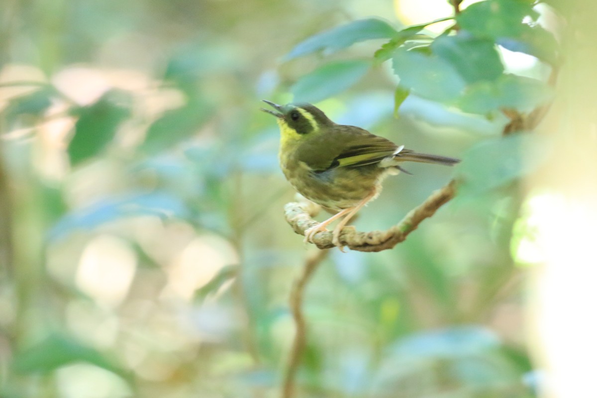 Yellow-throated Scrubwren - ML117593641