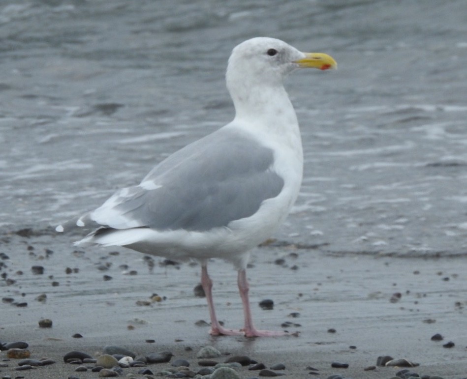 Herring x Glaucous-winged Gull (hybrid) - Jenny Flexman