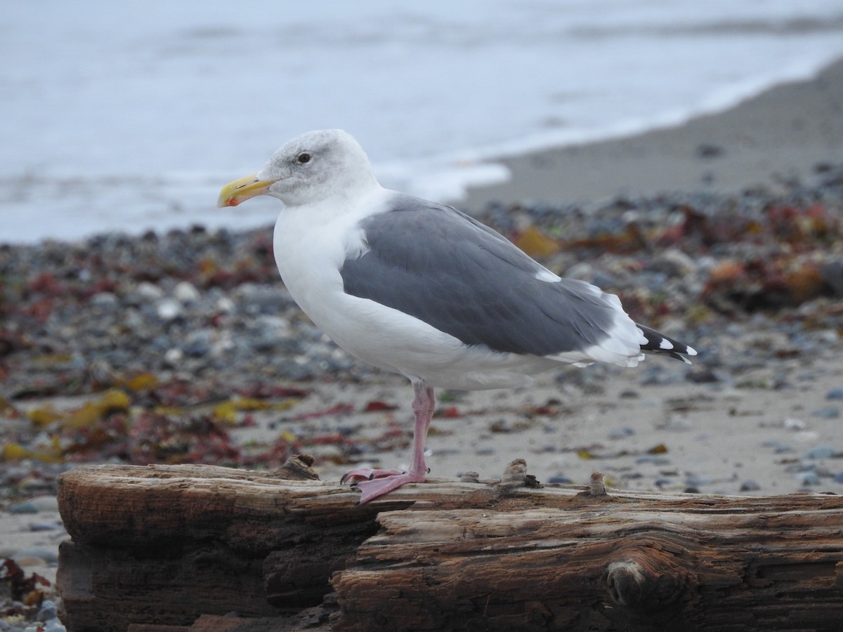 Western Gull - Jenny Flexman