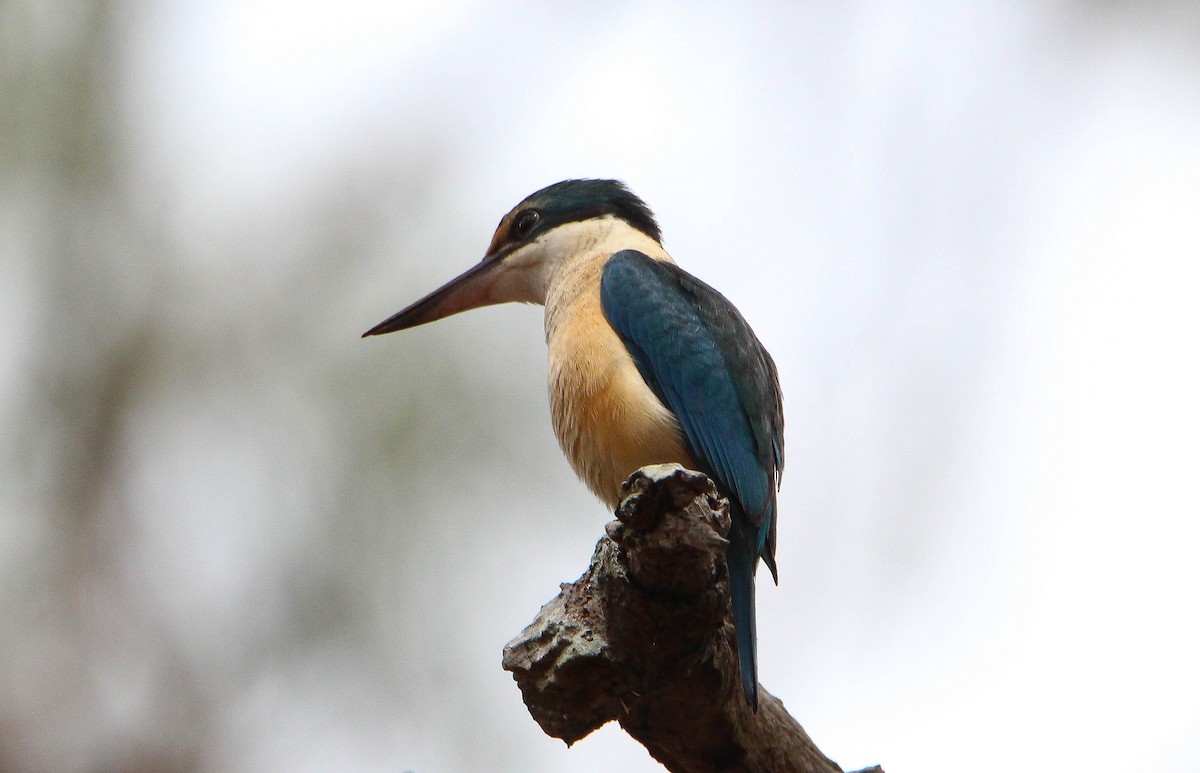 Sacred Kingfisher - ML117594491