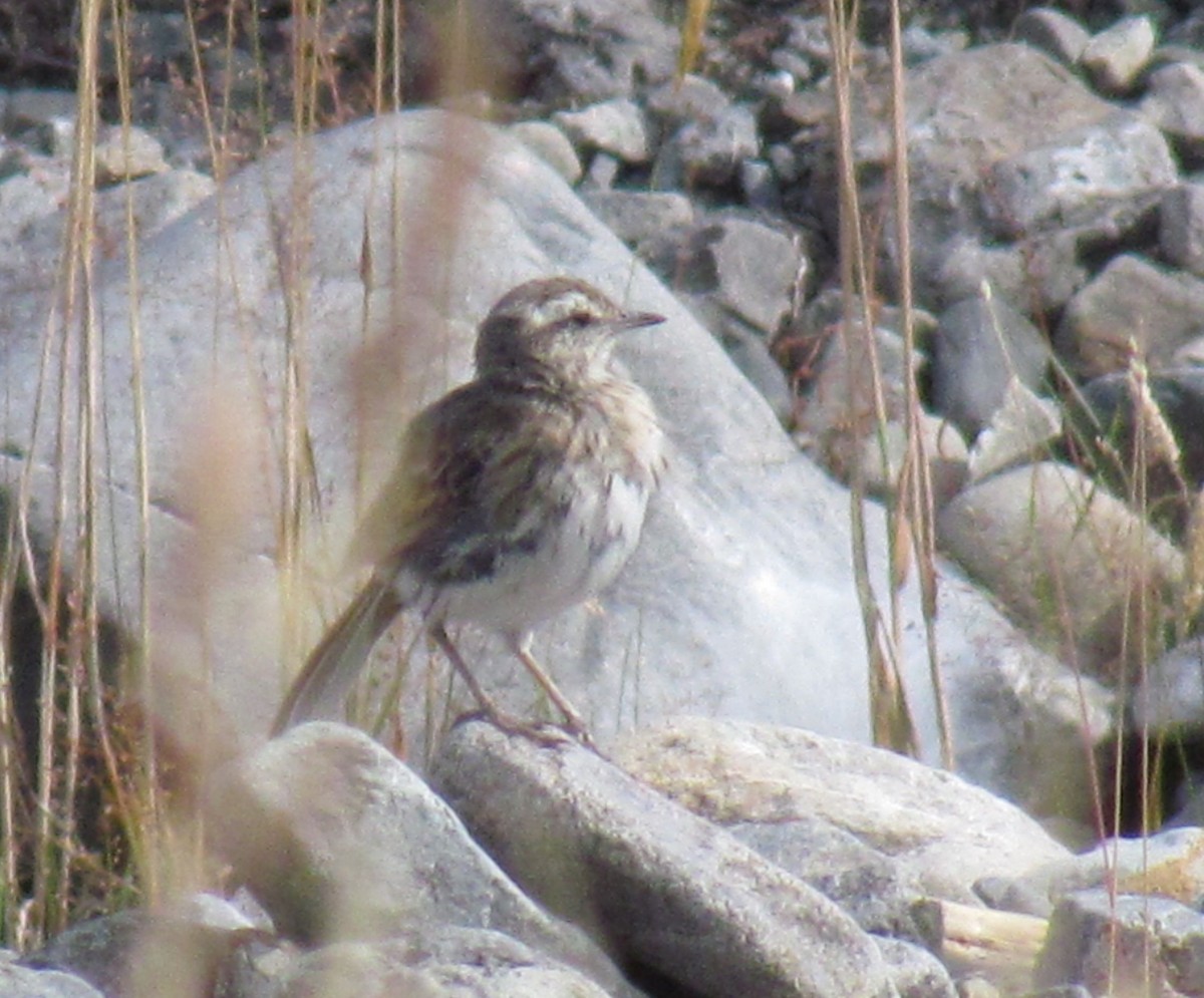 New Zealand Pipit - Greg Neill