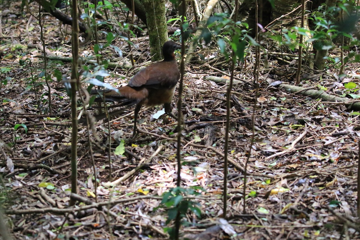 Albert's Lyrebird - ML117596341