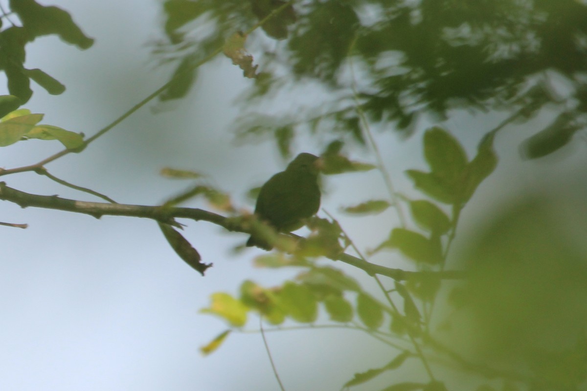 Fork-tailed Sunbird (Fork-tailed) - ML117596631