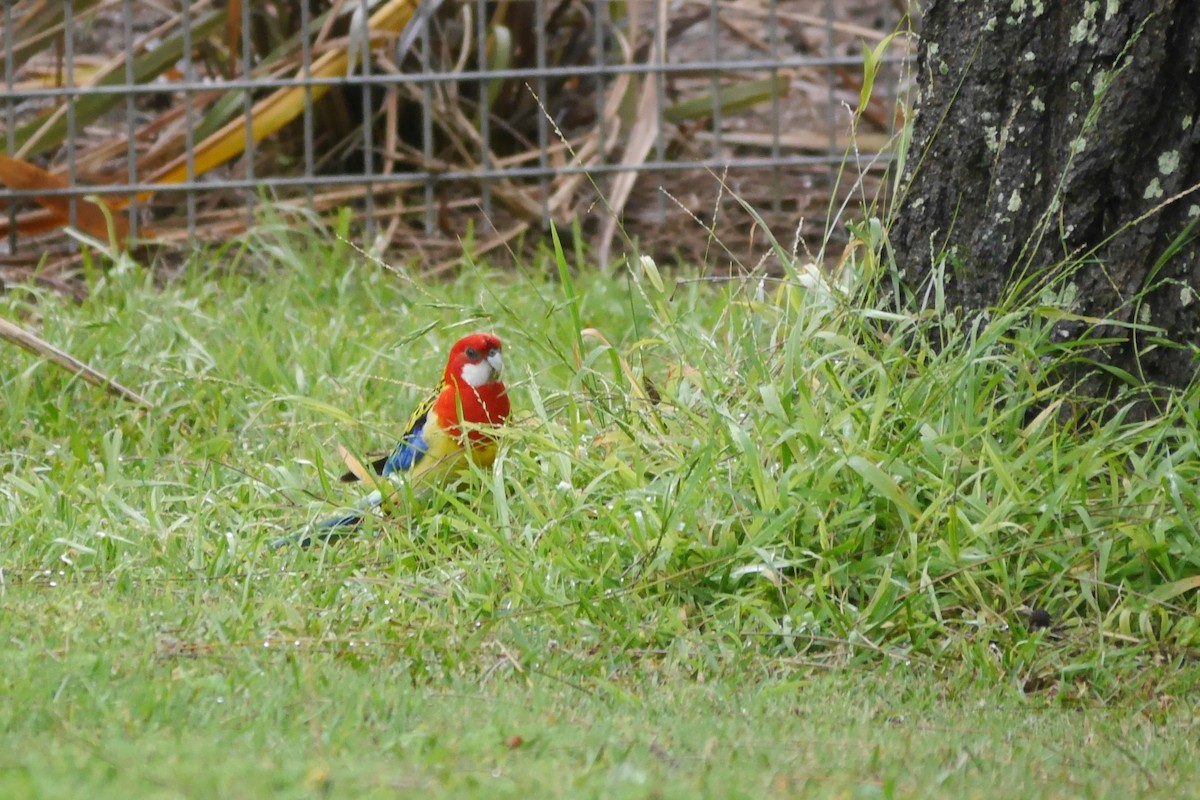 Eastern Rosella - ML117596901