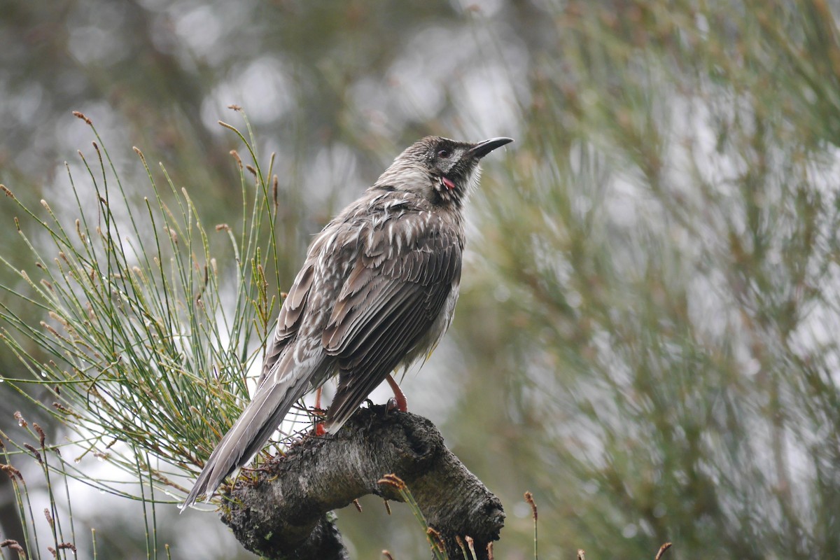 Red Wattlebird - ML117597071