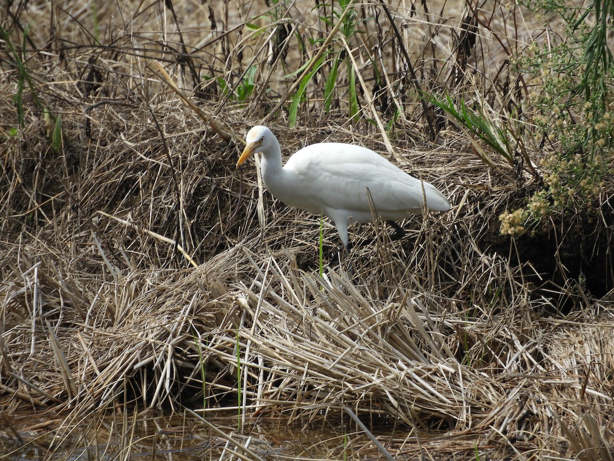 Eastern Cattle-Egret - ML117597101