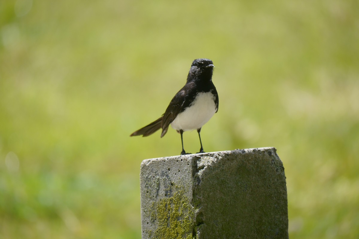 Willie-wagtail - ML117597111