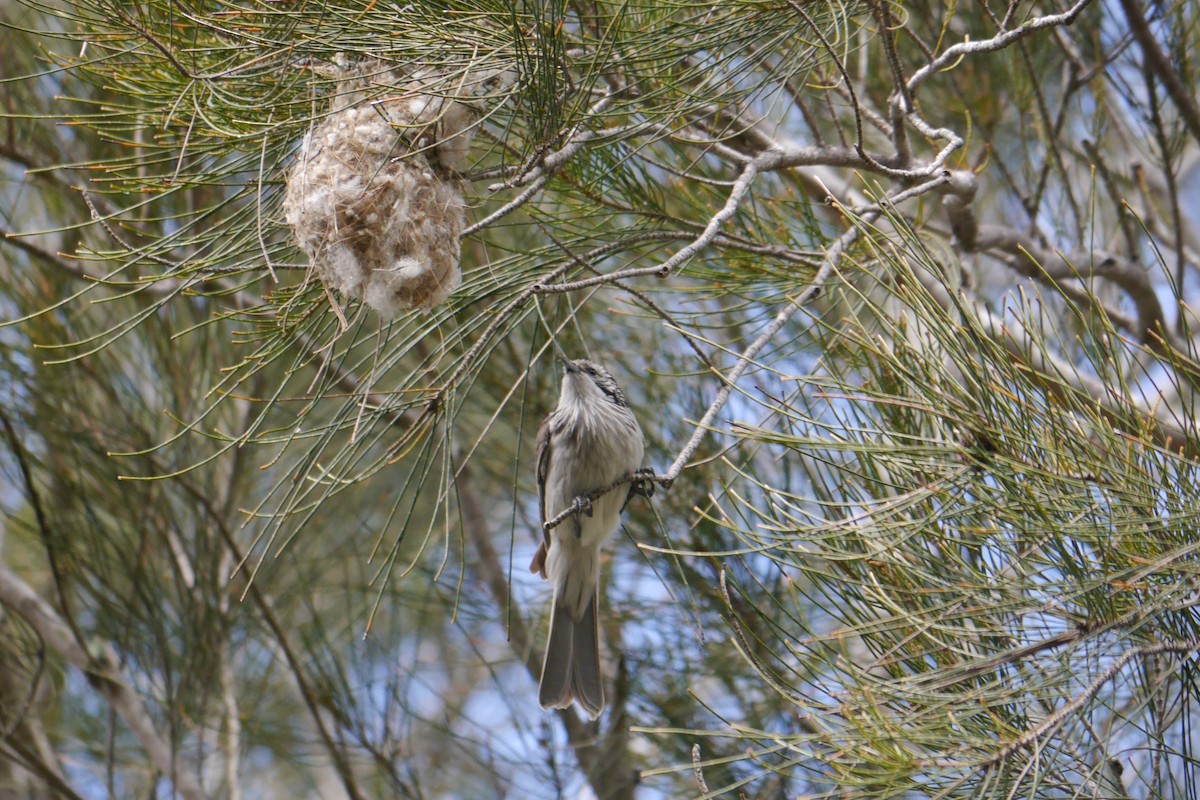 Striped Honeyeater - ML117597121