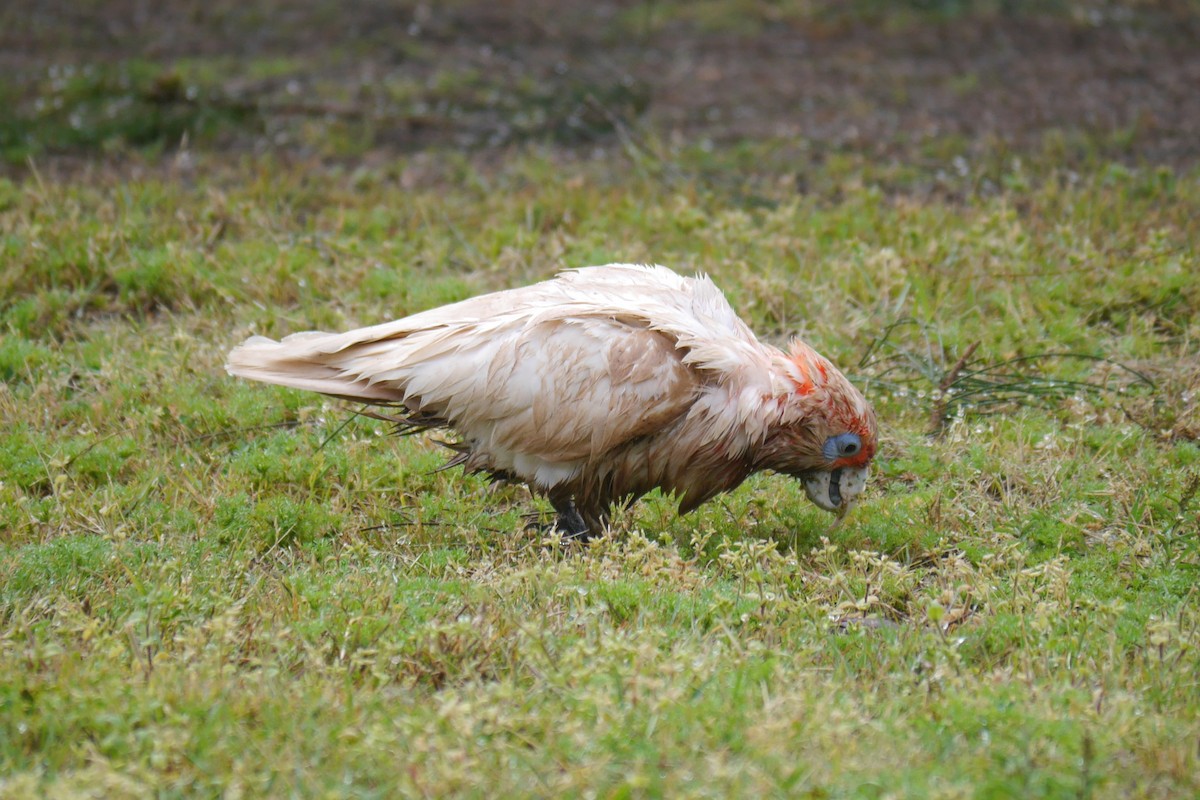 Long-billed Corella - ML117597131