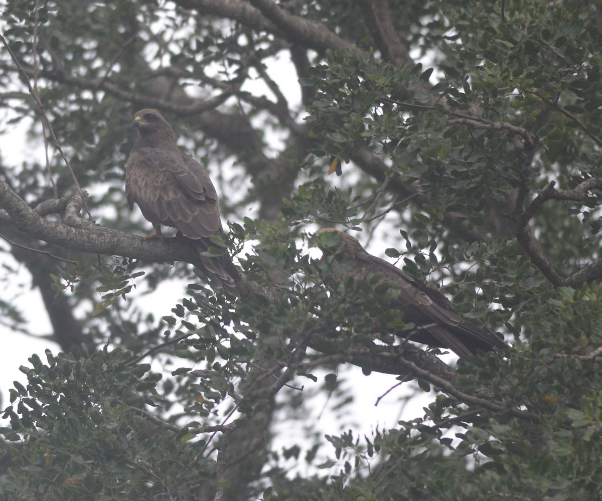 Black Kite - Hareesha AS