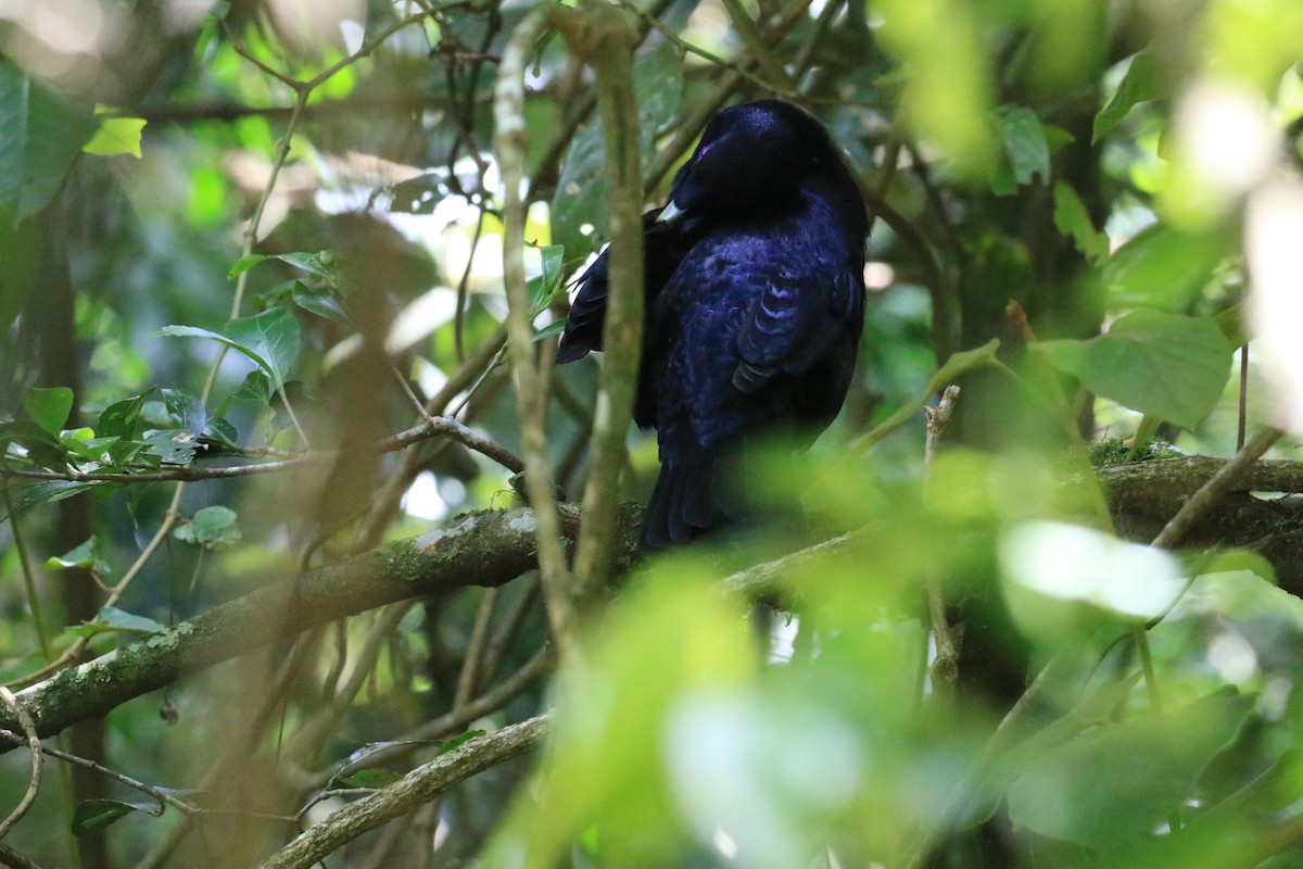 Satin Bowerbird - ML117597931