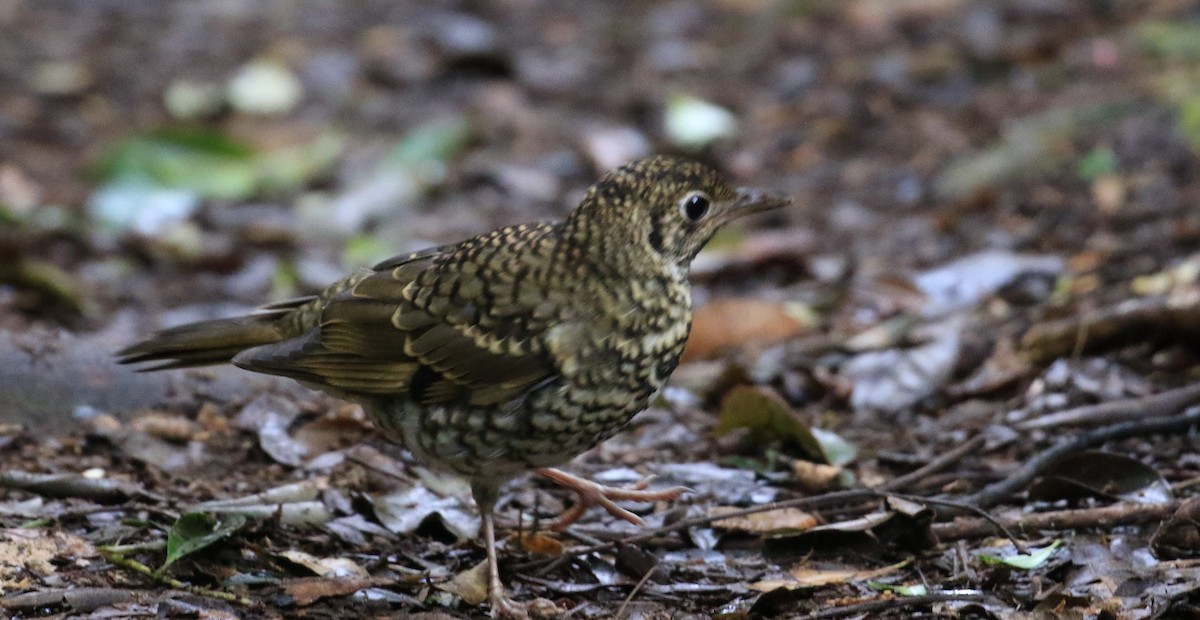 Bassian Thrush - ML117598141