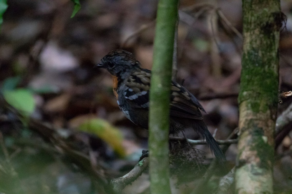 Australian Logrunner - ML117598361