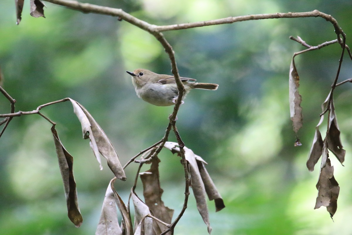Large-billed Scrubwren - ML117598491