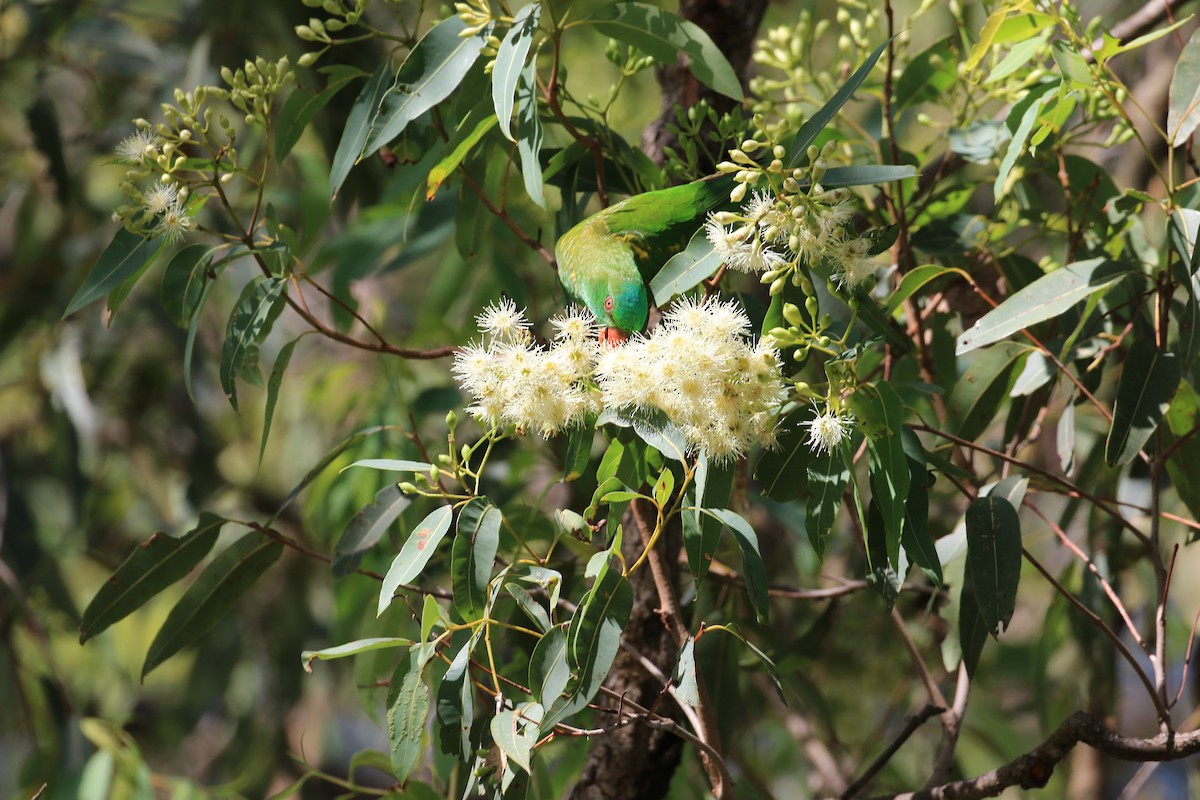 Scaly-breasted Lorikeet - ML117598671