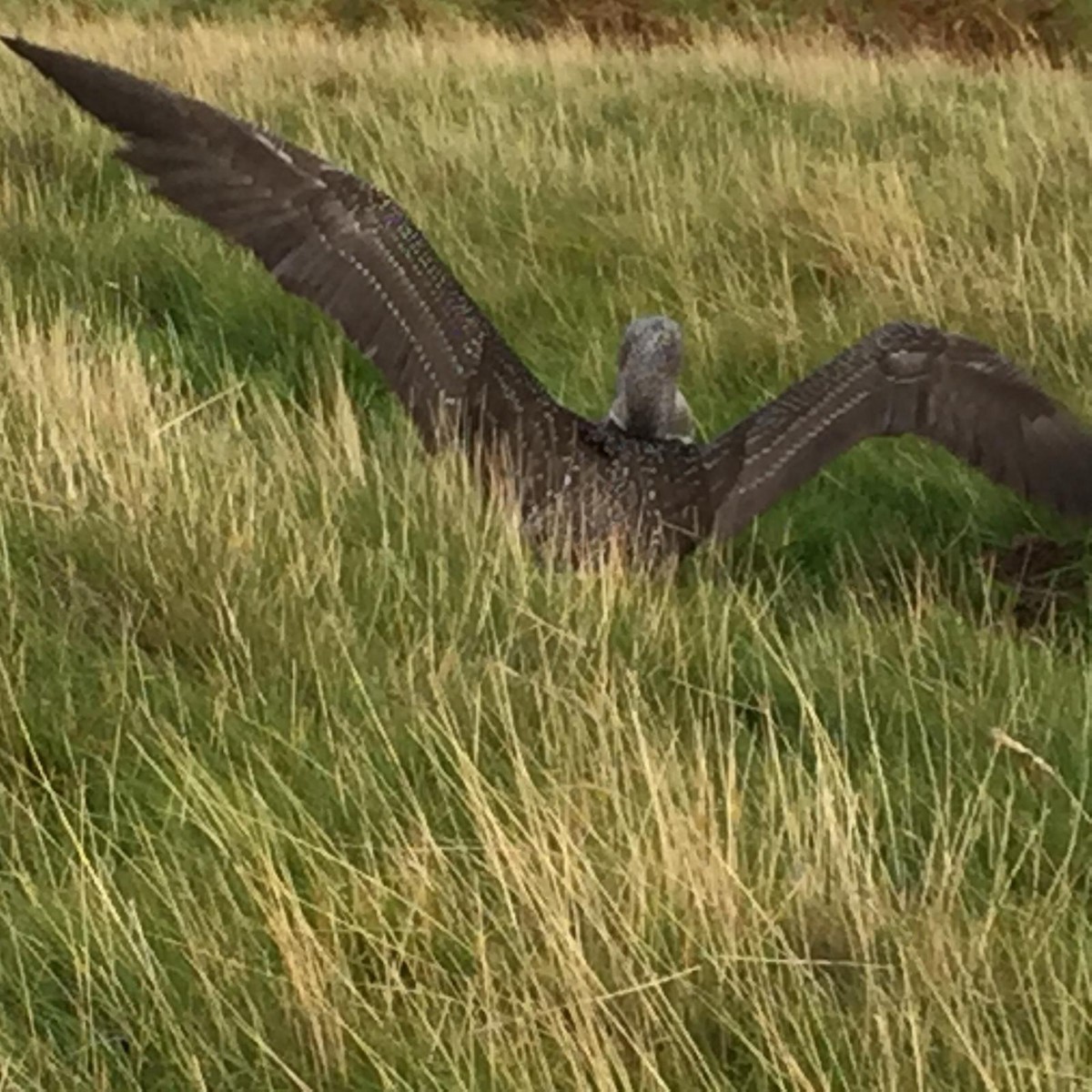 Northern Gannet - ML117598971