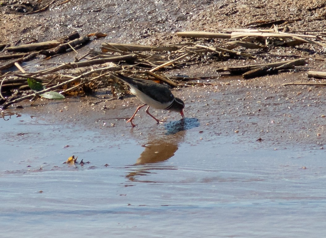Three-banded Plover - ML117601231