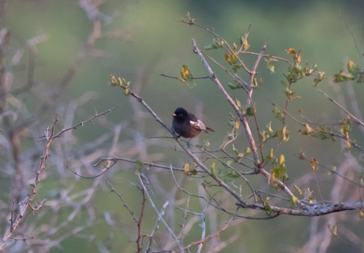 Southern Black-Tit - Oliver Burton