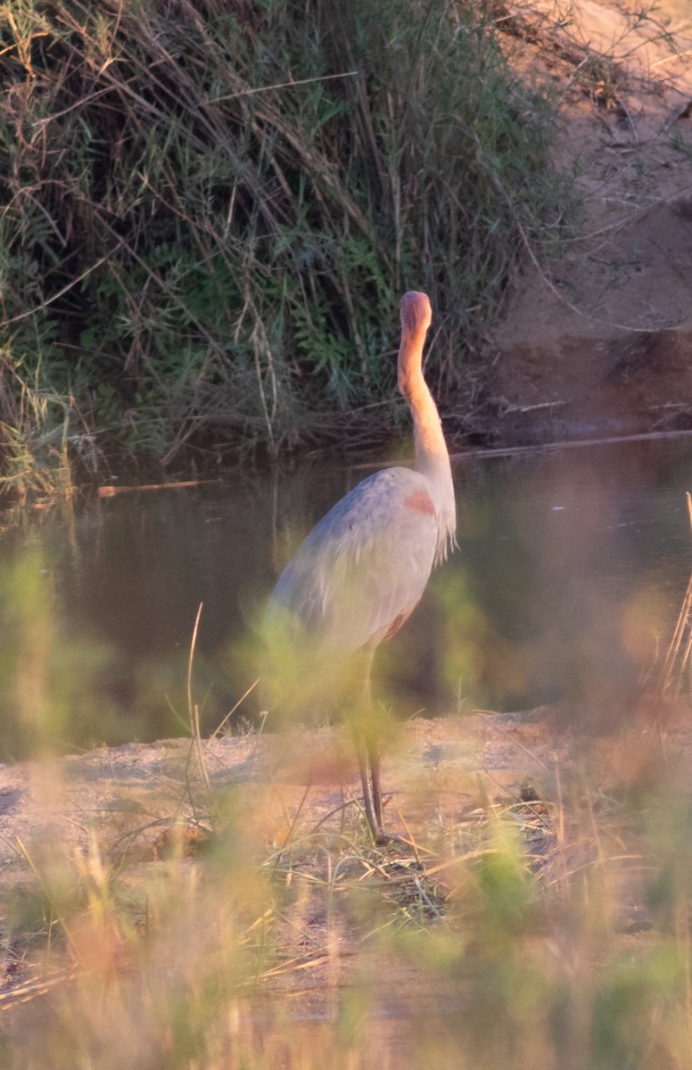 Goliath Heron - ML117601731