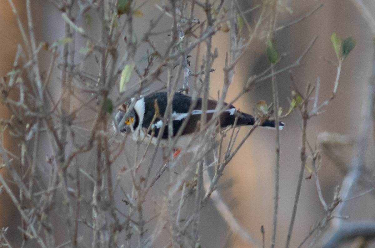 White Helmetshrike (Yellow-eyed) - ML117601751