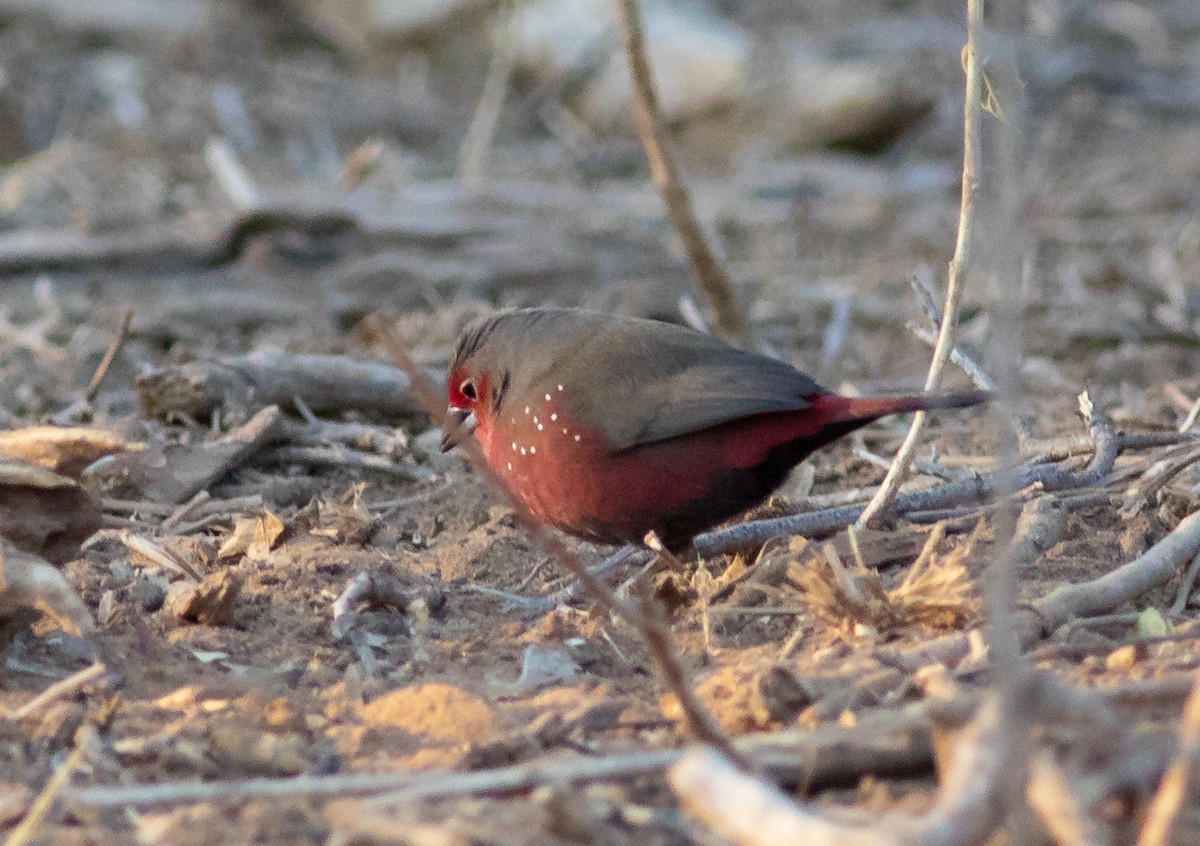 African Firefinch - ML117601761