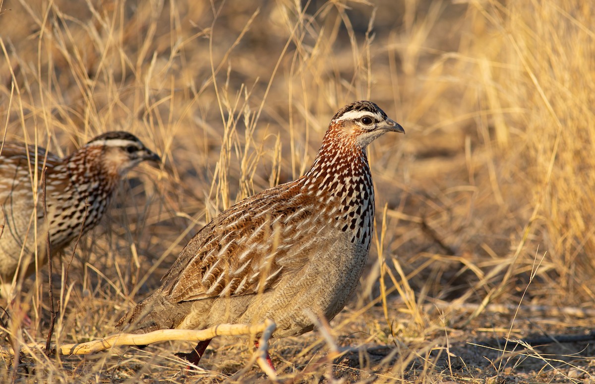 Crested Francolin - ML117601791