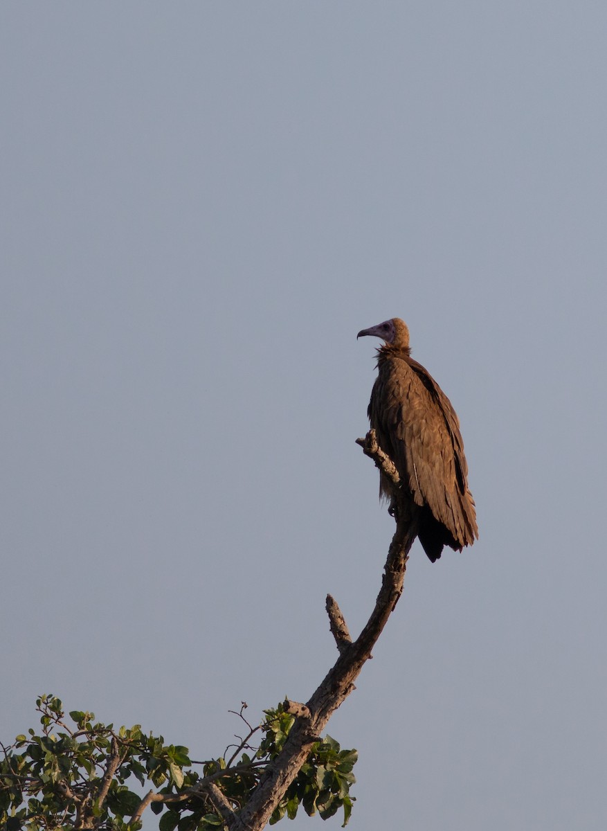 Hooded Vulture - Oliver Burton