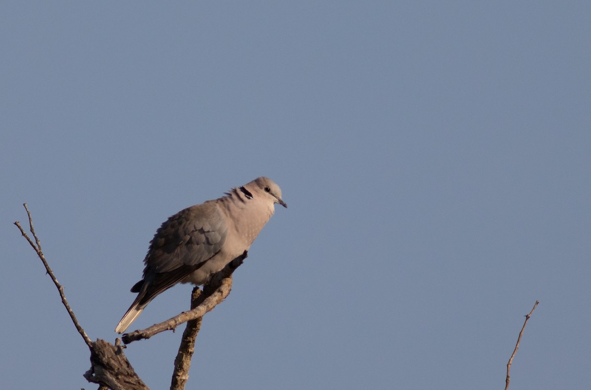 Ring-necked Dove - ML117601831